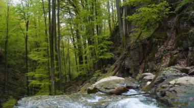 Küçük bir dağ deresi ve şelale görüntülerimizle sakin bir orman vahası keşfedeceğiz. Doğa ve seyahat videoları için mükemmel.