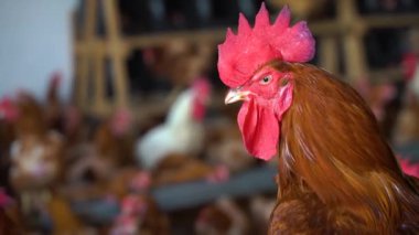 Tavuk çiftliği, yüzlerce tavuk bir yerde.