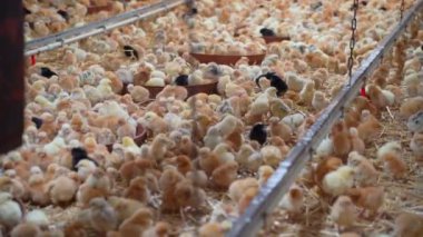 Tavuk çiftliği, yüzlerce tavuk bir yerde.
