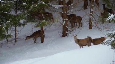 Kışın Karpat dağlarında Avrupa yumurtası geyiği.