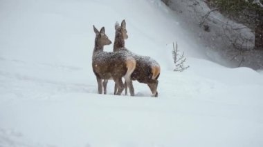 Kışın Karpat dağlarında Avrupa yumurtası geyiği.