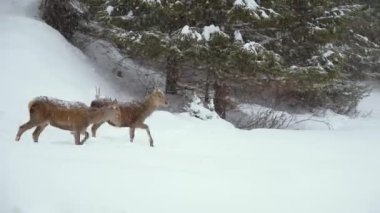 Kışın Karpat dağlarında Avrupa yumurtası geyiği.