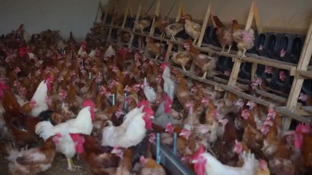 Csirke Farm Több Száz Csirke Egy Helyen — Stock videók