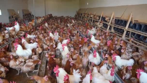 Chicken Farm Hundreds Chickens One Place — Stock Video