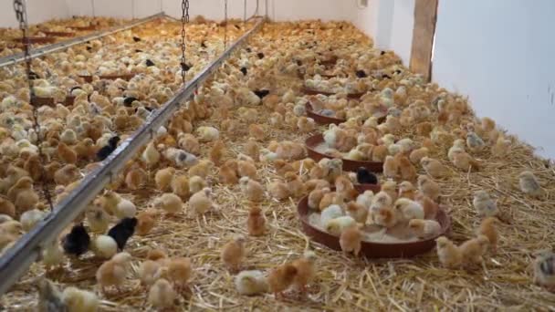 Chicken Farm Hundreds Chickens One Place — Stock Video