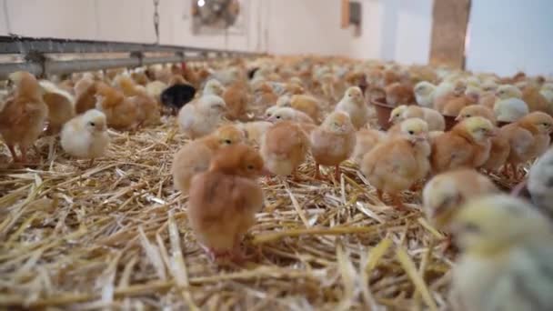 Εκτροφεία Κοτόπουλων Εκατοντάδες Κοτόπουλα Ένα Μέρος — Αρχείο Βίντεο