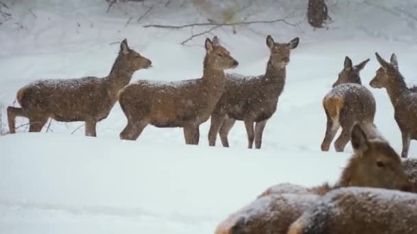 冬のカルパチア山脈のヨーロッパのイクラの鹿 — ストック動画