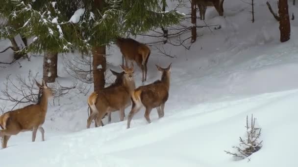 European Roe Deer Carpathian Mountains Winter — Stock Video