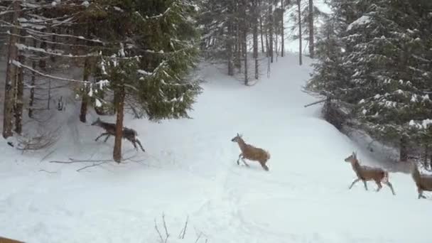 冬季在喀尔巴阡山脉的欧洲鹿群 — 图库视频影像