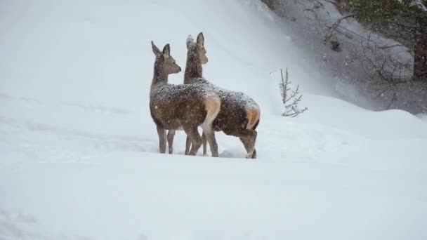 European Roe Deer Carpathian Mountains Winter — Stock Video