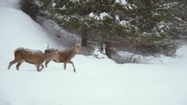 Ciervo Europeo Las Montañas Cárpatos Invierno — Vídeos de Stock