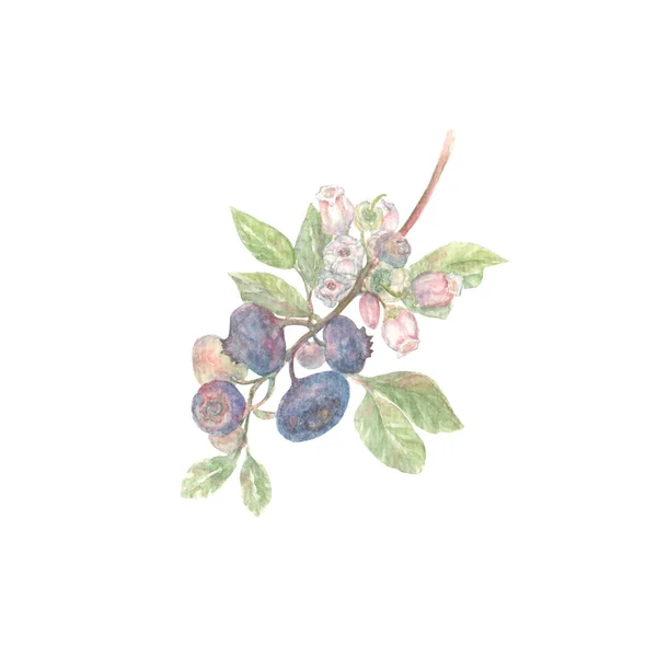 蓝莓水彩画 供墙纸 纺织品 明信片或包装纸用的手绘植物 — 图库照片
