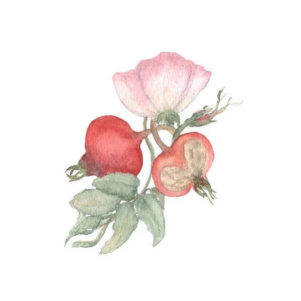 Rosehip Watercolor Illustration Botanică Trasă Manual Pentru Tapet Banner Textile — Fotografie, imagine de stoc