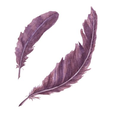 Beyaz arka planda izole edilmiş bir çift kadife suluboya tüy. Güzel aksesuarlar. Duvar kağıdı, afiş, tekstil, kartpostal veya ambalaj kağıdı için el yapımı çizimler