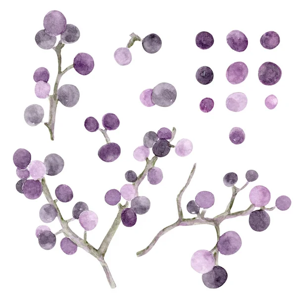 Set Multicolored Privet Berries Branches Pretty Watercolor Botanical Watercolor Set — стокове фото