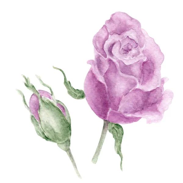 一套尘土飞扬的紫色半开的玫瑰和一个巴德 湿湿的水彩画 纺织品 明信片或包装纸手绘植物学图解 — 图库照片
