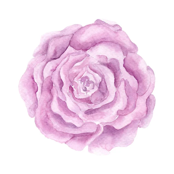多尘的紫罗兰花盛开 湿湿的水彩画 纺织品 明信片或包装纸手绘植物学图解 — 图库照片