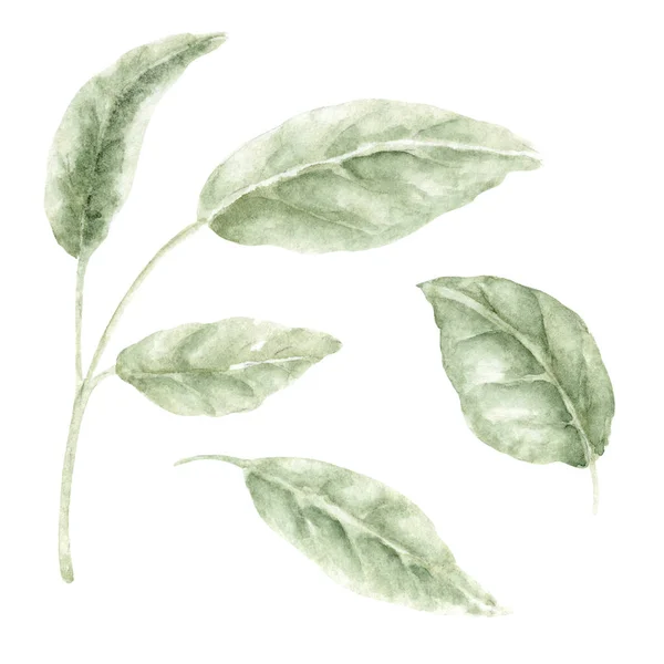 湿式技術で湿式に設定した枝付きの水色のバラの葉 バナー はがきまたは包装紙のための手描き植物緑の水彩セット — ストック写真