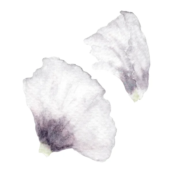 Білі Плями Поппі Вотерколл Петалс Мокрій Техніці Hand Drawn Botanical — стокове фото