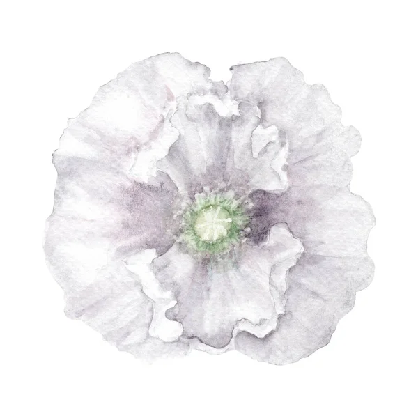 浓密的白色罂粟花朵盛开 湿湿的水彩画 纺织品 明信片或包装纸手绘植物学图解 — 图库照片