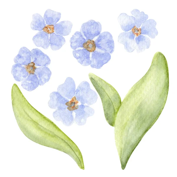 Одиночні Квіти Забудь Квіти Листям Аквареллю Ніжні Синьо Фіолетові Квіти — стокове фото