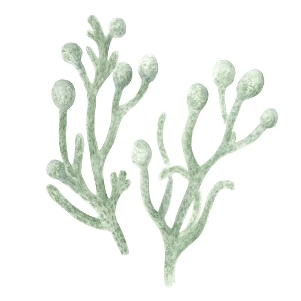 水彩画Brunia Berries Seedheads 在茎上 湿湿的水彩画 纺织品 明信片或包装纸用手工绘制的锥形山核桃植物学图解 — 图库照片