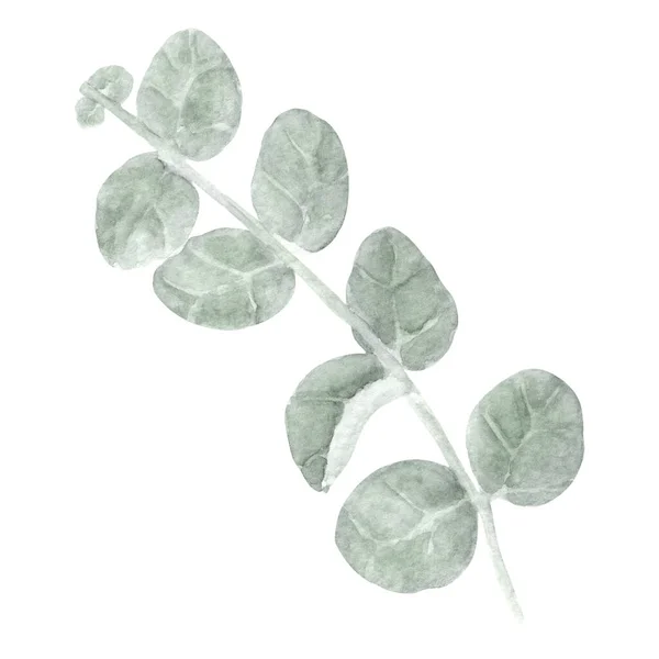 蓝绿色的桉树分枝 湿湿的水彩画 纺织品 明信片或包装纸手绘植物学图解 — 图库照片