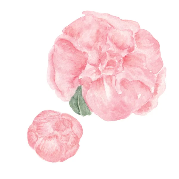 Peonía Rosa Flores Medio Abiertas Conjunto Dos Acuarela Mojado Mojado — Foto de Stock