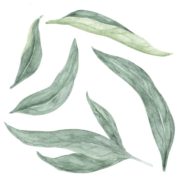 牡丹叶设置 湿水色中的深绿色湿气 纺织品 明信片或包装纸手绘植物学图解 — 图库照片