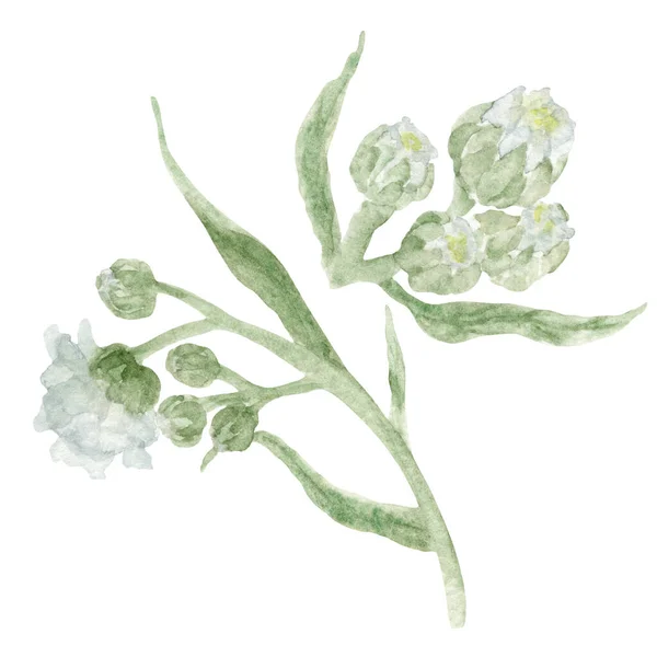 Fehér Vadvirág Bimbók Szárak Akvarell Cickafark Virágokkal Nedves Kézzel Rajzolt — Stock Fotó