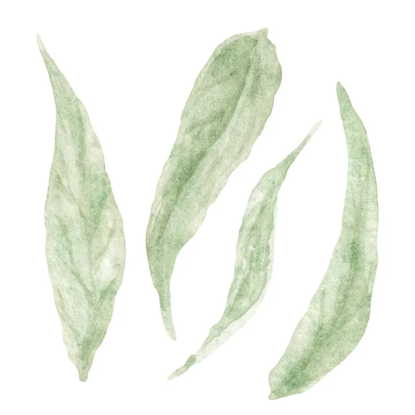 Warm Green Yarrow Leaves Set Aquarela Molhado Molhado Ilustração Botânica — Fotografia de Stock