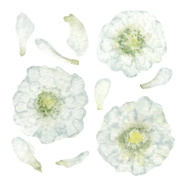 白色野花与花瓣集 湿透了的水彩箭湿了 纺织品 明信片或包装纸手绘植物学图解 — 图库照片