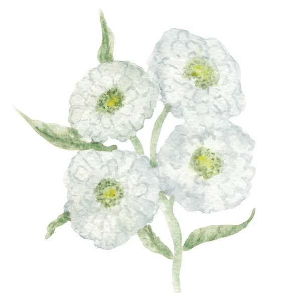 Λευκό Αγριολούλουδο Πλήρη Άνθιση Υδατογραφία Yarrow Υποκατάστημα Λουλούδια Wet Wet — Φωτογραφία Αρχείου