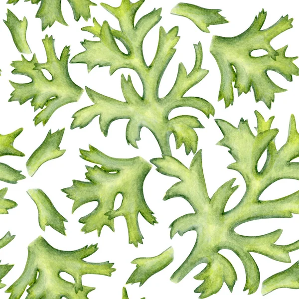 海葵会留下无缝图案 湿湿的水彩画 浅绿色叶子 纺织品 明信片或包装纸手绘植物学图解 — 图库照片