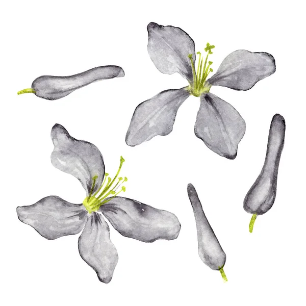 Méhvirág Virágok Bimbók Készlet Nedves Akvarell Kézzel Rajzolt Szürke Lila — Stock Fotó