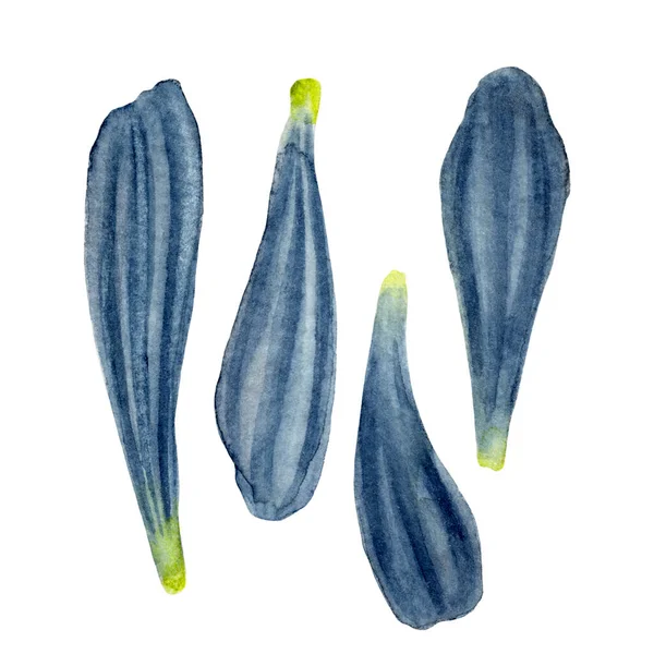 非洲菊花花瓣设置 湿湿的水彩画 手工绘制的用于墙纸 纺织品 明信片或包装纸的靛蓝植物图解 — 图库照片