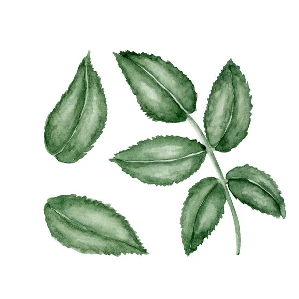 Dog Rose Leaves Set Akvarel Mokrém Ručně Kreslený Studený Zelený — Stock fotografie