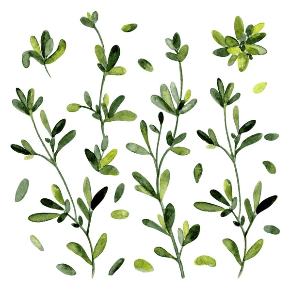 Kakukkfű Levelek Ágak Készlet Nedves Akvarell Kézzel Rajzolt Zöld Növényi — Stock Fotó