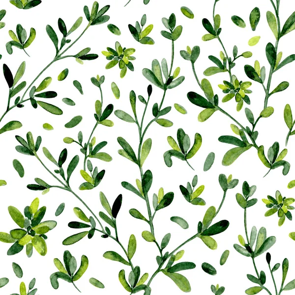 Zöld Kakukkfű Zökkenőmentes Akvarell Minta Összefonódott Növényi Ágak Vízfesték Nedves — Stock Fotó