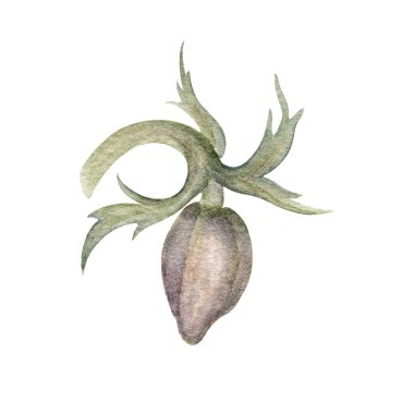 Yeşil Yapraklı Brownie Anemone Bud. Duvar kağıdı, afiş, tekstil, kartpostal veya ambalaj kağıdı için suluboya botanik illüstrasyon