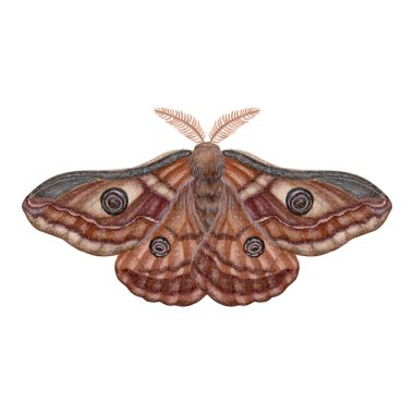 İmparator Güve. Kanatlar açılsın. Eski moda doğa tarihi çizimlerinden esinlenilmiştir. Duvar kağıdı, afiş, tekstil, kartpostal veya ambalaj kağıdı için suluboya