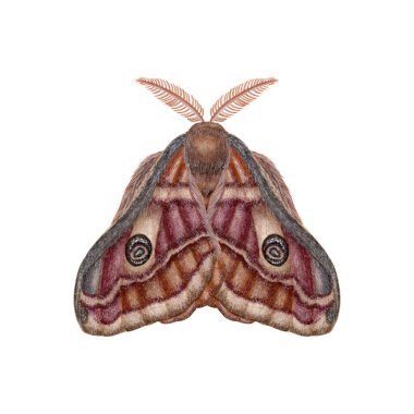 İmparator Güve. Kanatlar katlandı. Eski moda doğa tarihi çizimlerinden esinlenilmiştir. Duvar kağıdı, afiş, tekstil, kartpostal veya ambalaj kağıdı için suluboya