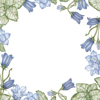 BlueBell ve Beacon Silver Square Frame. Duvar kağıdı, afiş, tekstil, kartpostal veya ambalaj kağıdı için el yapımı botanik illüstrasyon