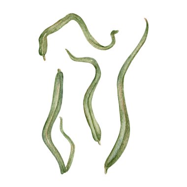 Bluebell Üst Yapraklar Seti. Yaprak gibi çimen. Botanik suluboya botanik çizimi