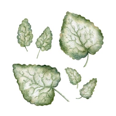 Beacon Silver Leaves Set. Benekli ölü ısırgan otu suluboya botanik illüstrasyon
