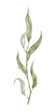 Willow Branch ve Leaves. Bahar yeşili söğüt yapraklarının botanik suluboya çizimi. Duvar kağıdı, pankart, tekstil, kartpostal ya da ambalaj kağıdı için mükemmel