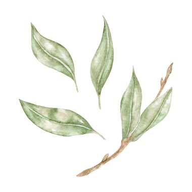 Young Leaves ve Branch seti. Taze bahar yaprakları. Duvar kağıdı, pankart, tekstil, kartpostal veya ambalaj kağıdı için botanik suluboya