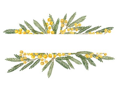 Mimosa Çiçekleri ve Kesme Çerçevesi. Gümüş gıdanın botanik suluboya çizimi. Bahar temalı duvar kâğıtları, afişler, tekstil, kartpostallar ya da ambalaj kağıtları için kullanın.