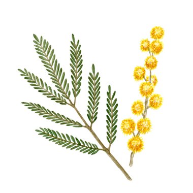 Mimosa Flower ve Branch Set. Gümüş gıdanın botanik suluboya çizimi. Bahar temalı duvar kâğıtları, afişler, tekstil, kartpostallar veya ambalaj kağıtları için mükemmel