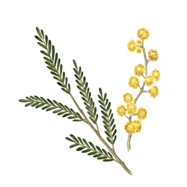 Mimosa Çiçekleri Şube Seti 'nde. Gümüş gıdanın botanik suluboya çizimi. Bahar temalı duvar kâğıtları, afişler, tekstil, kartpostallar veya ambalaj kağıtları için mükemmel